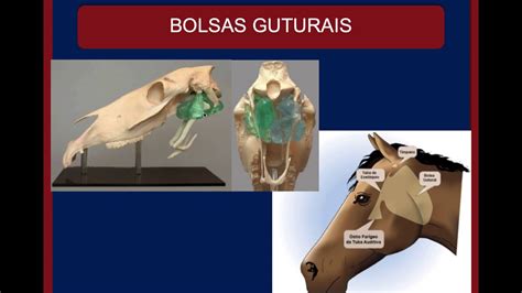 bolsas guturales